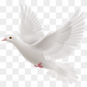 Gods Doves Png - Pigeons Png For Picsart, Transparent Png - holy spirit dove png