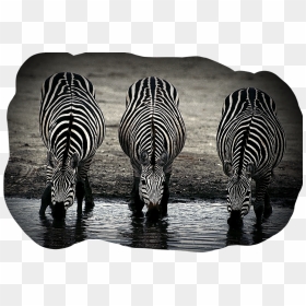 #zebras #zebras #zebrastyle #zebrastripes #zebrahead - No Two Zebras Have The Same Stripes, HD Png Download - zebra stripes png