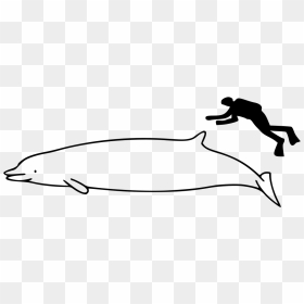 Beluga Whale Size Compared To Human, HD Png Download - shepherd png
