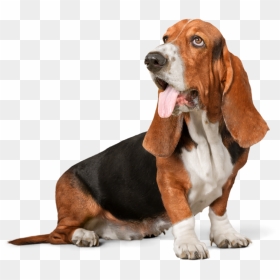 Image Is Not Available - Dog Walking Transparent Background, HD Png Download - walking dog png