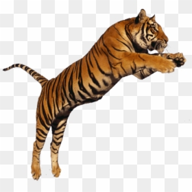 #beautiful #white #orange #jumping #wild #animal #cat - Jumping Tiger With Transparent Background, HD Png Download - jumping tiger png