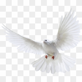 Pigeon Png - Png Pigeon, Transparent Png - holy spirit dove png