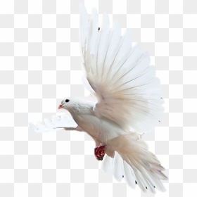 Holy Spirit, HD Png Download - holy spirit dove png