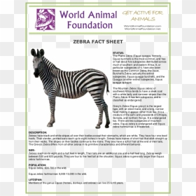 Zebra Fact Sheet Pdf, HD Png Download - zebra stripes png