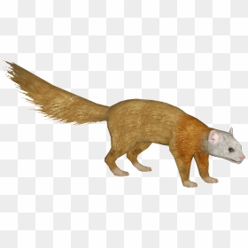 Punxsutawney Phil, HD Png Download - weasel png