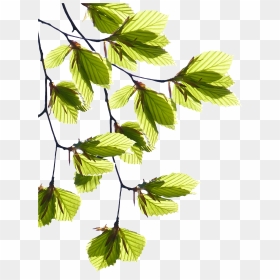 Tree Branches With Leaves, HD Png Download - leaves .png