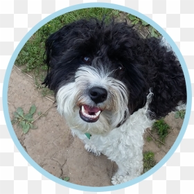 The Gorgeous And High Spirited Flash Who Loves Our - Spanish Water Dog, HD Png Download - walking dog png