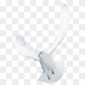 Spirit Life Church - Great Black-backed Gull, HD Png Download - holy spirit dove png