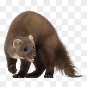 Mink Transparent, HD Png Download - weasel png
