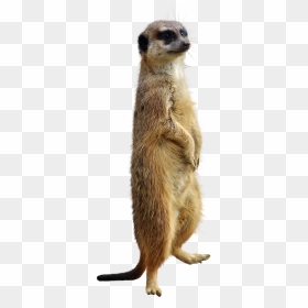 Meerkat, HD Png Download - weasel png