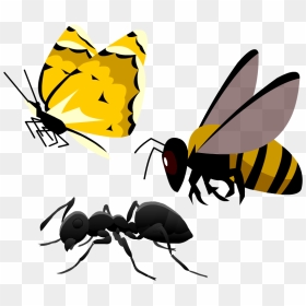 Honeybee , Png Download - Honeybee, Transparent Png - honeybee png