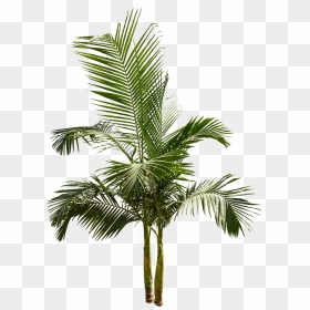 Pigmy Palm Png - King Palm Tree, Transparent Png - backyard png