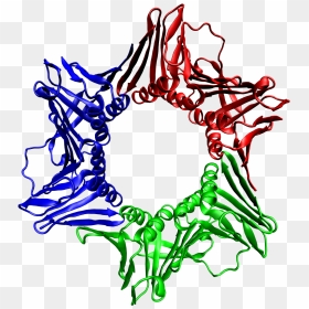 1axc Tricolor - Evolution And Organismal Biology, HD Png Download - tricolor png