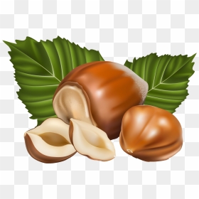Hazelnut Png Clipart Picture - Nuts Vector Png, Transparent Png - nut button png