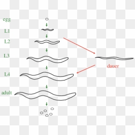 Plot, HD Png Download - cycle arrows png