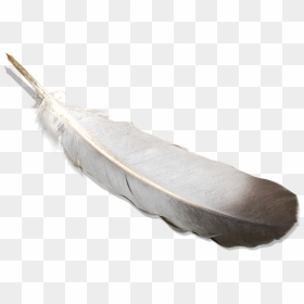 Bird Feather Png Image With Transparent Background - Quill, Png Download - bird feathers png