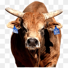 Boi De Rodeio Png, Transparent Png - bull riding png