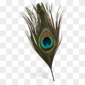 #feather #feathers #peacock #peacockfeather #peacockfeathers - Single Peacock Feather Png, Transparent Png - peacock feather logo png