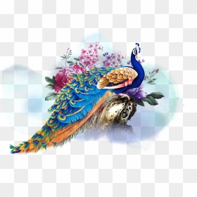 Transparent Peacock Png File - Peacock Illustration, Png Download - peacock png file