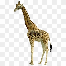 Free Png Giraffe Png Images Transparent - Giraffe Png, Png Download - giraffe png images