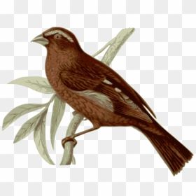 Brown Feather Bird, HD Png Download - bird feathers png
