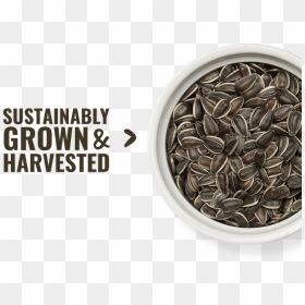 Sunflower Seed, HD Png Download - nut button png