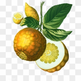 Vintage Lemon Png - Vintage Fruit Png, Transparent Png - lemon fruit png