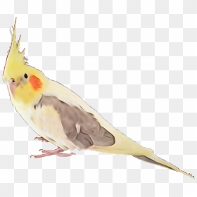 Cockatiel Bird Feather Feathers Exotic Bird Coolorful - Cockatiel Clipart Transparent Background, HD Png Download - bird feathers png