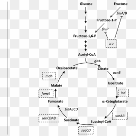 Diagram, HD Png Download - cycle arrows png