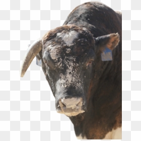 Bull, HD Png Download - bull riding png