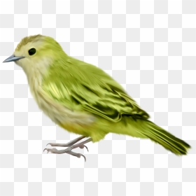 Bird Png - Transparent Background Bird Png Transparent, Png Download - bird feathers png