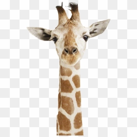 Heads Up Its Monday, HD Png Download - giraffe png images