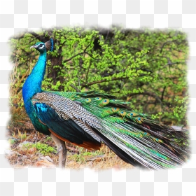 Peacock - Peafowl, HD Png Download - peacock wing png