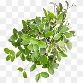 Hoya Tricolor - Erythroxylaceae, HD Png Download - tricolor png