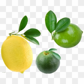 Transparent Citrus Clipart - Limone, HD Png Download - lemon fruit png