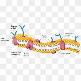 Membrane Structure, HD Png Download - cell membrane png