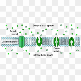 Extracellular Space Vs Intracellular Space, HD Png Download - cell membrane png