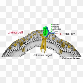 Dualsystems Biotech Ligand Receptor Binding - Protein Interaction In Cell Membrane, HD Png Download - cell membrane png