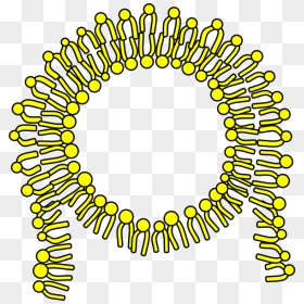 Cell Membrane Clipart, HD Png Download - cell membrane png