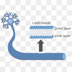 An Image Showing The Lipid Bilayer Of The Axon Of Neuron - Biological Lipid Membrane Cell, HD Png Download - cell membrane png
