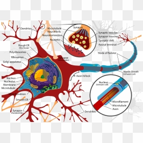 [image Source Wikimedia Commons] - B12 And Myelin Synthesis, HD Png ...