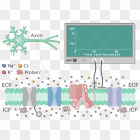 An Image Showing Different Types Of Channels In The - K+ Leak Channel, HD Png Download - cell membrane png