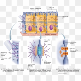 Epithelial Tissue Cell Junctions, HD Png Download - cell membrane png