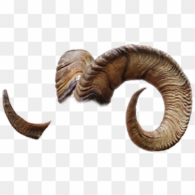 #horns #ram #ramhorns - Madagascar Hissing Cockroach, HD Png Download - ram horns png