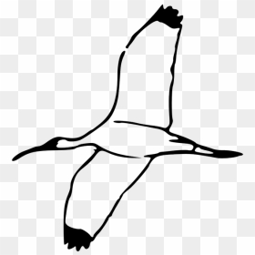 White Birds Flying Clipart , Png Download - Scarlet Ibis Bird Outline, Transparent Png - white birds flying png