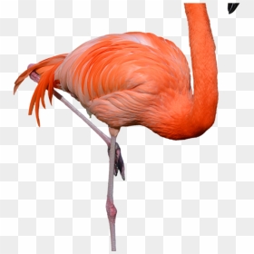 Standing Flamingo Png Clipart Hd Wallpaper Download - Flamingo Png, Transparent Png - png wallpaper download