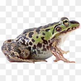 Side View Of Frog, HD Png Download - hypnotoad png