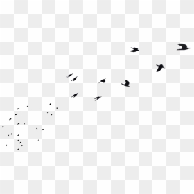 Thumb Image - Flock, HD Png Download - white birds flying png