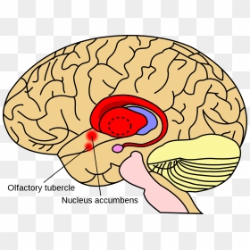Basal Ganglia, HD Png Download - human brain clipart png