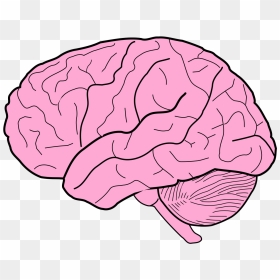 Brain Sketch, HD Png Download - human brain clipart png